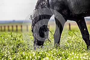 Friesian stallion gallops