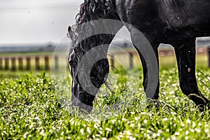 Friesian stallion gallops