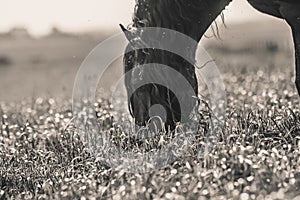 Friesian stallion gallops