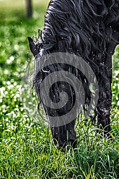 Friesian stallion gallops