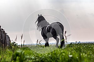 Friesian stallion gallops