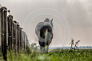 Friesian stallion gallops