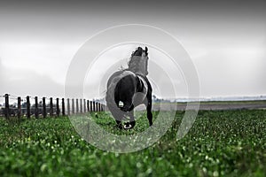 Friesian stallion gallops