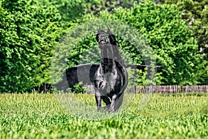 Friesian stallion gallops