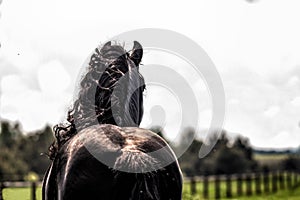 Friesian stallion gallops