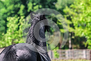 Friesian stallion gallops