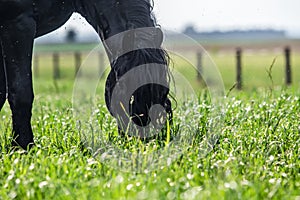 Friesian stallion gallops