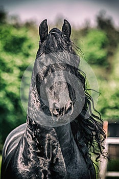 Friesian stallion gallops