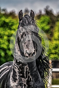 Friesian stallion gallops