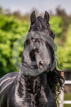 Friesian stallion gallops