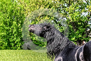 Friesian stallion gallops