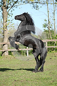 Friesian Stallion Prancing