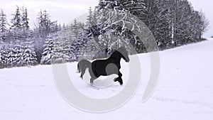 Friesian stallion running in winter field. Black Friesian horse runs gallop in winter