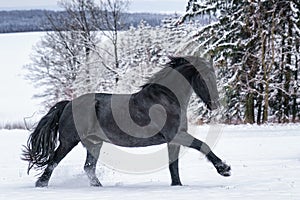 Friesian stallion running in winter field. Black Friesian horse runs gallop in winter