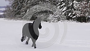 Friesian stallion running in winter field. Black Friesian horse runs gallop in winter