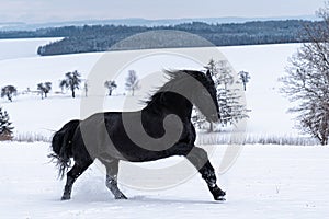 Friesian stallion running in winter field. Black Friesian horse runs gallop in winter