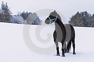 Friesian stallion in winter field. Black Friesian horse in winter