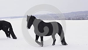 Friesian stallion in winter field. Black Friesian horse in winter