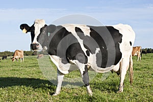 Friesland Cow photo