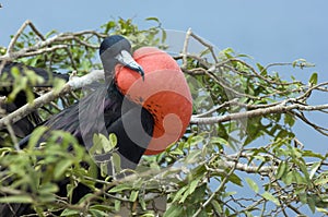 Frigate Bird