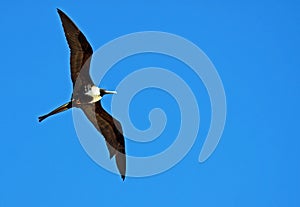 Frigate Bird