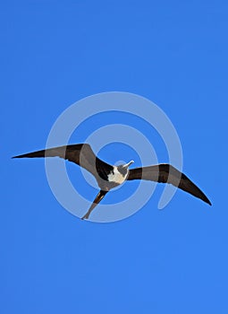 Frigate Bird