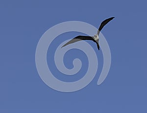 Frigate-bird