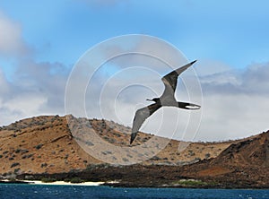 Frigate Bird