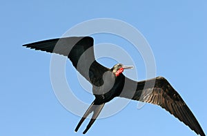 Frigate Bird photo