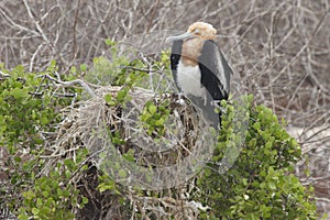 Frigate-bird