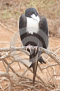 Frigate-bird