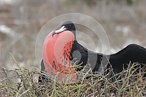Frigate-bird