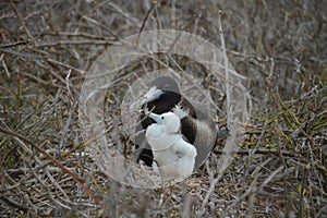 Frigate bird baby from Galapagos