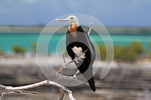 Frigatebird juvenile