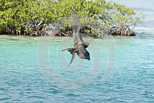 Frigate bird, Caye Caulker, Belize photo