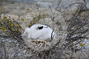 Frigatebird chick photo