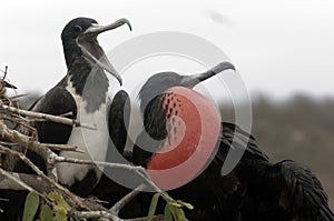 Frigate Bird Couple