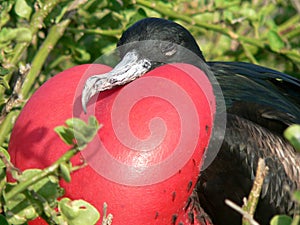 Frigate Bird in Display.