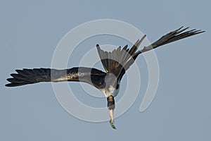 Frigate bird fishing