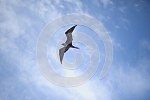 A frigate bird in flight, Mexico photo