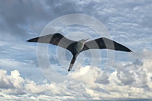 Frigate bird