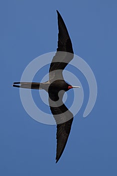 Frigate bird in full flight