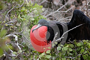Frigate bird, Galapagos.
