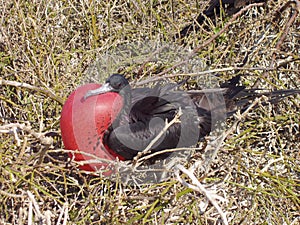 Frigate Bird, Galapagos photo