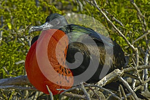 Frigate Bird, Galapagos Islands photo