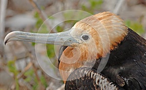 Frigate Bird, Galapagos Islands