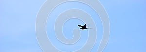 Frigate bird hovers over the sea