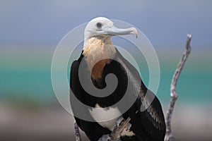 Great frigatebird photo