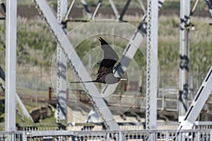 Frigate Bird at Miraflores Locks Panama Canal Panama