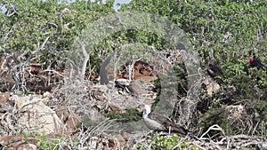 Frigate bird nesting in bushes